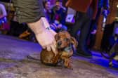 The Pup Up Cafe will see hundreds of Dachshunds visit Leeds (Photo by Tony Johnson/National World)