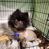 One-year-old pup Nero is a Pomeranian who "came from quite a stressful home". But since being at the centre, he has been able to relax and be himself. He loves human attention and being with company, so would suit a family that would not mind a little shadow. He would be able to live with children aged 16 and over, but not with other dogs or cats.