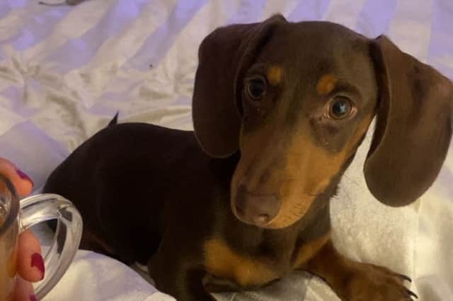 Six-month-old miniature dachshund Lenny was found hiding behind a bin in East Ardsley. Photo: Amy Smith.