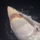 The great white shark caught by Blackpool dad Gus Smith while on holiday in New Zealand