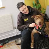 One-year-old Rolo is a Staffy Crossbreed who had quite a rough start to his short life. He arrived after being found as a stray with a broken leg, but after surgery is now all healed up and ready to make a new start. He would need an adult-only home where he would also be the only pet, as his training is still ongoing.