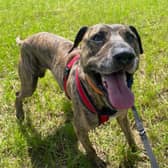 Nine-year-old Billy is a Bull Mastiff with a larger than life personality. He may be an older gentleman, but people never realise that when meeting him. He is looking for a retirement home and would be happy to live with children aged 10 and above.