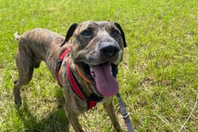 Nine-year-old Billy is a Bull Mastiff with a larger than life personality. He may be an older gentleman, but people never realise that when meeting him. He is looking for a retirement home and would be happy to live with children aged 10 and above.