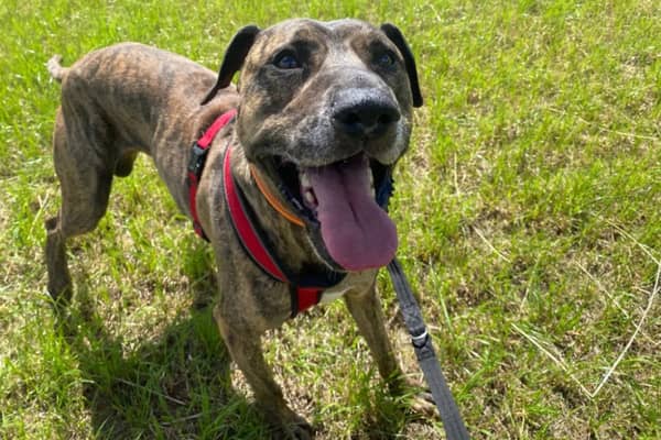 Nine-year-old Billy is a Bull Mastiff with a larger than life personality. He may be an older gentleman, but people never realise that when meeting him. He is looking for a retirement home and would be happy to live with children aged 10 and above.