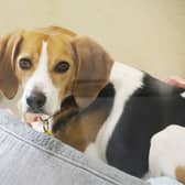 Rosco is a four-year-old Beagle who was found as a stray. He would need adopters to understand his need for training and be ready to give him plenty of outdoor time. Rosco could potentially share his home with another dog.