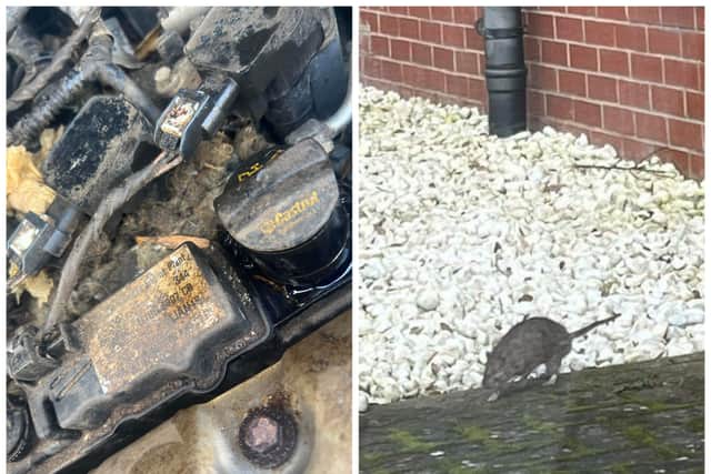 Alexandra Spencer has complained about rats getting into her car engine. Photo: Alexandra Spencer