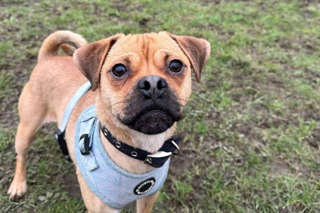 One-year-old Teddy is a Jug (JRT x Pug) and a lively and energetic lad with lots of potential. He has not been introduced to much of the world but he takes this in his stride with his handler beside him. He would suit an active family who can keep him entertained - and he'd need to be the only pet in the house.
