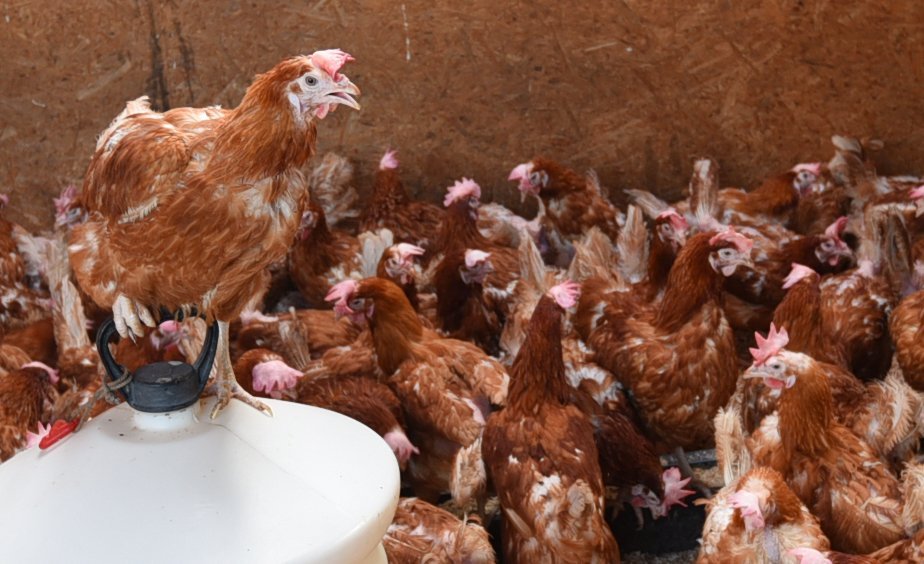 Harper Farm: Leeds chicken farm under investigation by RSPCA after allegations of 'mistreatment' of hens