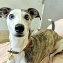 Eight-year-old Lurcher Missi has been waiting for more than a year to find a special home. Her anxieties mean she would need a calm and peaceful environment.