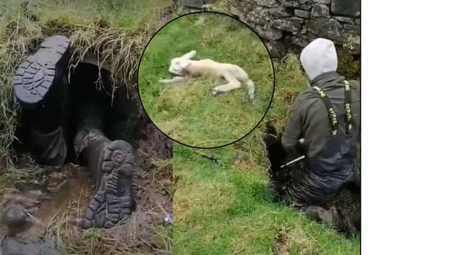 Farmer saves lamb from pipe