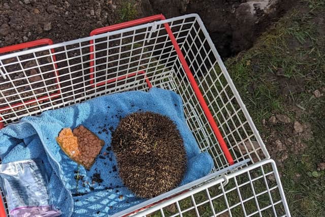 A West Yorkshire charity named the prickly pet 'Curious George'. Photo: RSPCA.