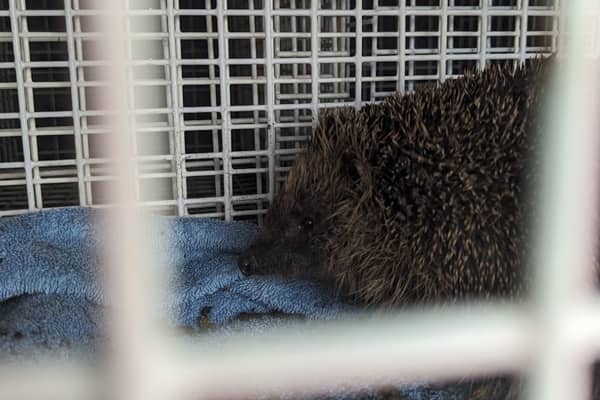 Firefighters and a quick-thinking RSPCA officer saved hedgehog Curious George from a drain on Stanningley Road, Leeds. Photo: RSPCA.