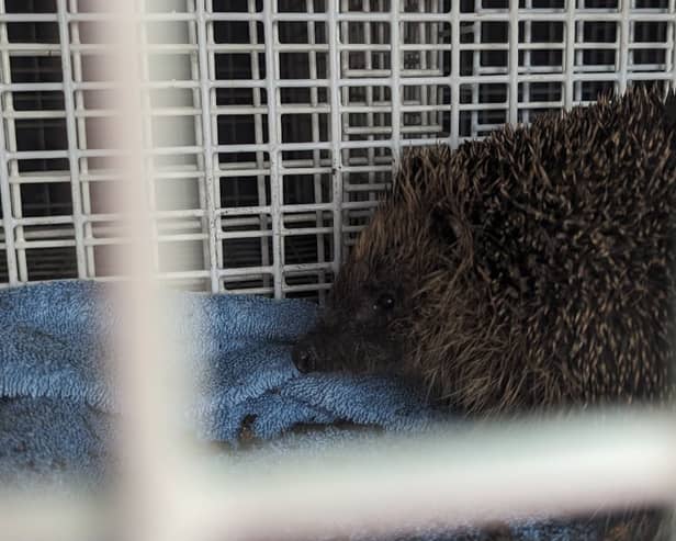 Firefighters and a quick-thinking RSPCA officer saved hedgehog Curious George from a drain on Stanningley Road, Leeds. Photo: RSPCA.