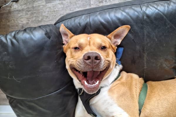 Two-year-old Milo is a quirky Staffordshire Bull Terrier who loves to play. He would suit a family who understands the Staffie traits and is up for some fun and games.