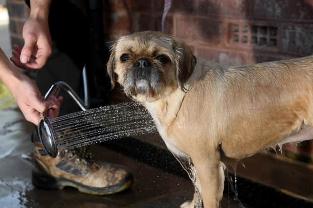 Josh has installed hundreds of Dog Showers across the country. Photo: NW
