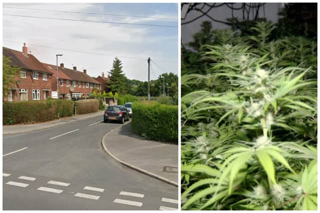 Macaj was caught at the house on Latchmere Gardens in West Park tending to the cannabis farm. (pics by Google Maps / National World)