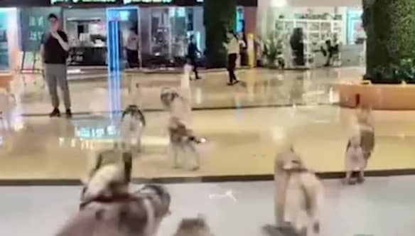 Footage of the hilarious moment dozens of escaped huskies run riot in a shopping centre.
