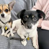 Adorable mother and son duo Janet and John are looking for a new home together. They are quite nervous, so would need a calm, quiet, adult-only home.