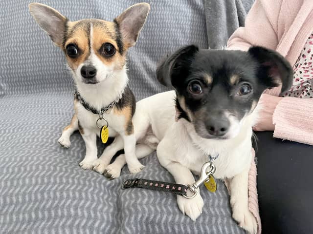 Adorable mother and son duo Janet and John are looking for a new home together. They are quite nervous, so would need a calm, quiet, adult-only home.