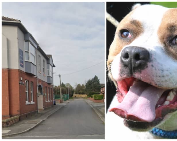 The Staffordshire Bull Terrier (not pictured) attacked three people and another dog on Granville Street and Carlton Street in Normanton. (library pics from Google Maps / National World)