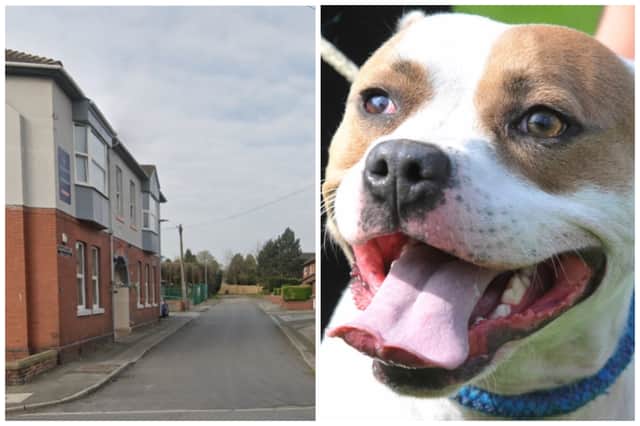 The Staffordshire Bull Terrier (not pictured) attacked three people and another dog on Granville Street and Carlton Street in Normanton. (library pics from Google Maps / National World)