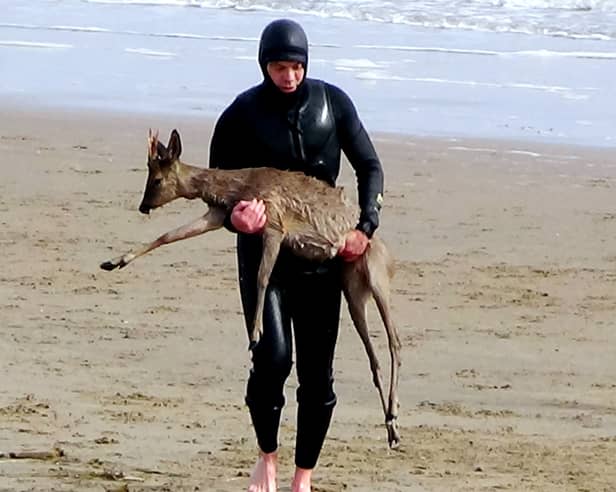 A paddleboarder carries a deer out of the water at Cleethorpes, northeast Lincs. 
