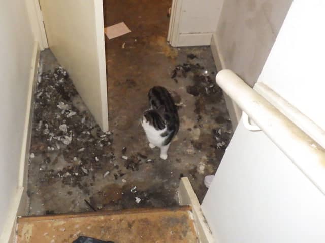 Daisy and Mustafa had been left to fend for themselves for nine days in the Wetherby flat, court heard. Picture by RSPCA