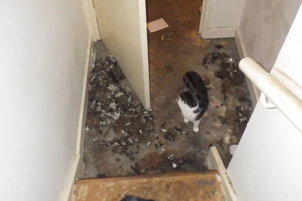 Daisy and Mustafa had been left to fend for themselves for nine days in the Wetherby flat, court heard. Picture by RSPCA