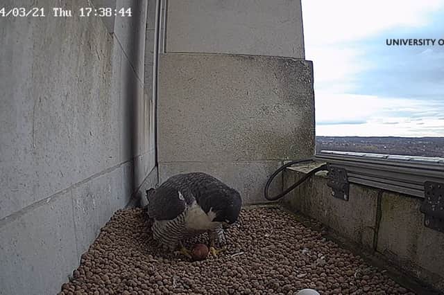 Exciting new footage shows a tiny chick hatching from one of four eggs laid by peregrine falcons nesting on the University of Leeds’ Parkinson Tower. Photo: University of Leeds.