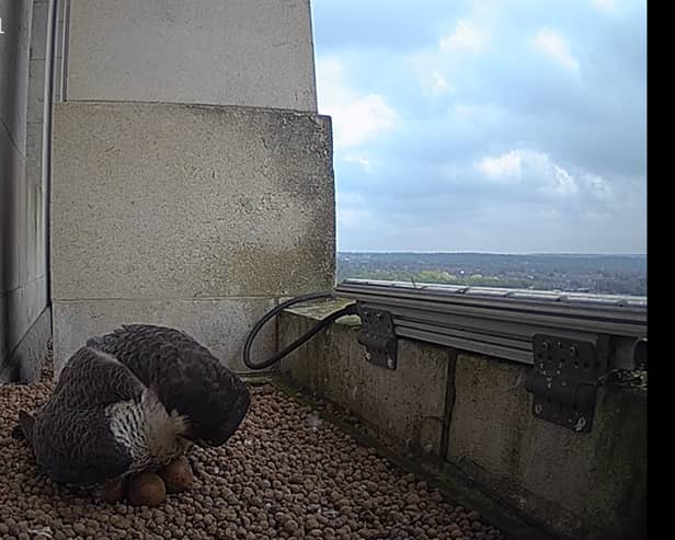Exciting new footage shows a tiny chick hatching from one of four eggs laid by peregrine falcons nesting on the University of Leeds’ Parkinson Tower. Photo: University of Leeds.