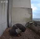 Exciting new footage shows a tiny chick hatching from one of four eggs laid by peregrine falcons nesting on the University of Leeds’ Parkinson Tower. Photo: University of Leeds.