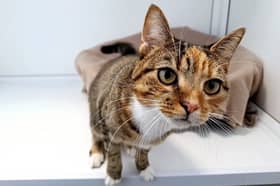 One-year-old Bella is a stunning kitten with soft eyes and an affectionate personality. She loves to be around people and playing with toys. Having lived with cats before, she would happily do so again - and would be able to join a family with young cat-savvy kids.