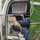 The baby foxes were found tangled in football nets in Alwoodley and Bradford (Photo by RSPCA)