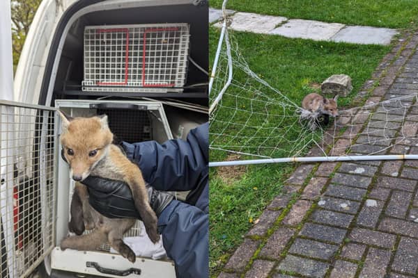 The baby foxes were found tangled in football nets in Alwoodley and Bradford (Photo by RSPCA)