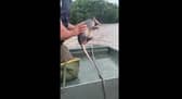 Armadillo rescued from floodwaters by officials.