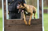 Russo, a stray Belgian Malinois, joined Nottinghamshire Police as part of a rehoming project.