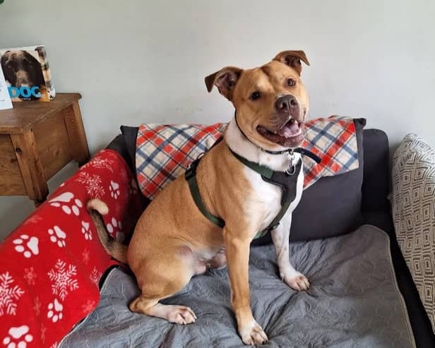 Two-year-old Milo is a quirky Staffordshire Bull Terrier who loves to play. He would suit a family who understands the Staffie traits and is up for some fun and games.