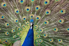 A peacock has been terrorising villagers in Ossett. Photo: Tony Johnson.