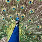 A peacock has been terrorising villagers in Ossett. Photo: Tony Johnson.