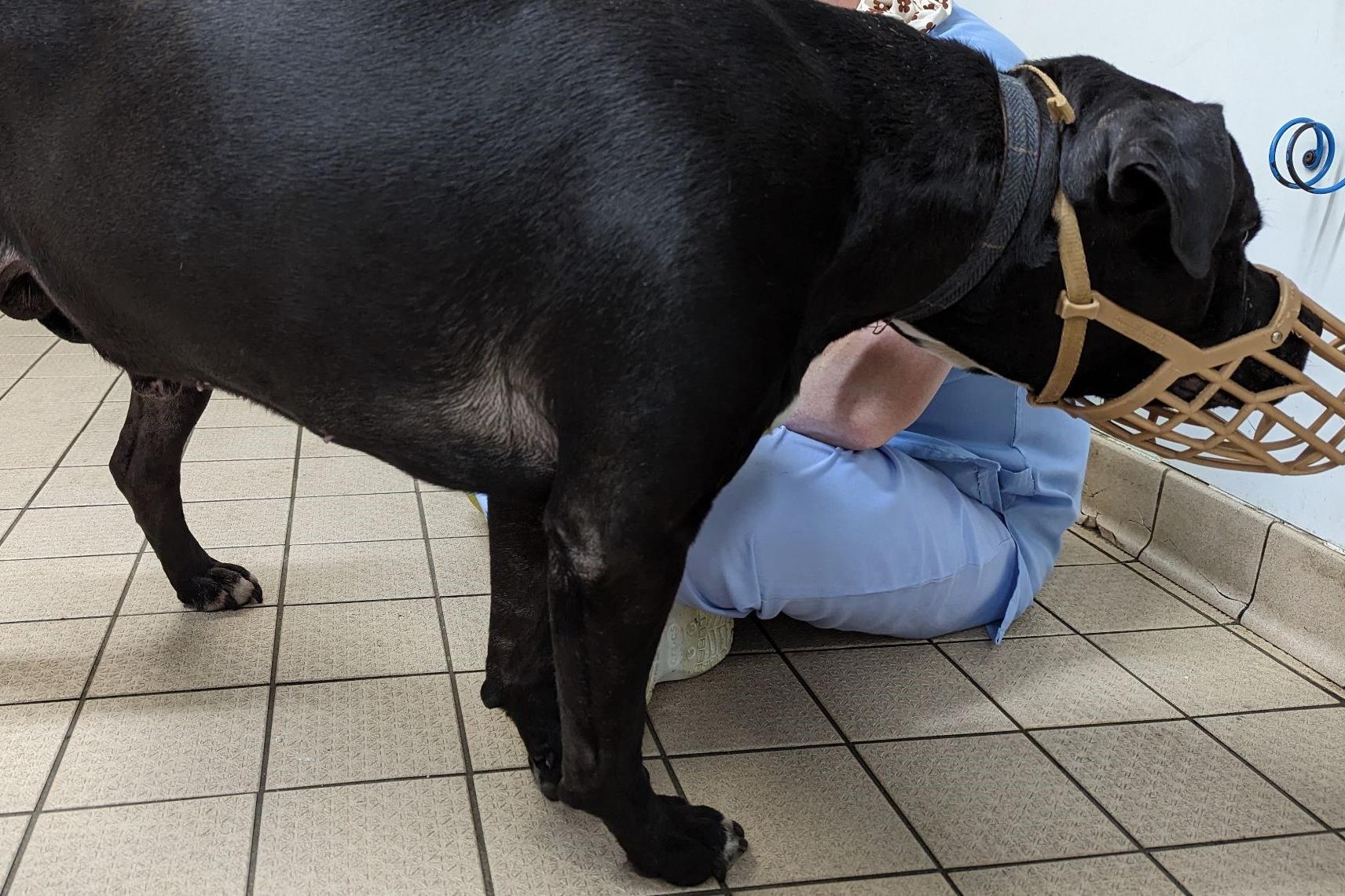Wakefield man given lifetime animal ban after beating dog on head with a shovel - Vimarsana News