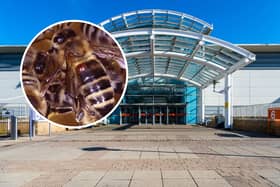 More than one million bees are kept on the roof of the White Rose Shopping Centre. Photo: Klaus Nowottnick - stock.adobe.com / National World.