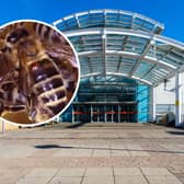 More than one million bees are kept on the roof of the White Rose Shopping Centre. Photo: Klaus Nowottnick - stock.adobe.com / National World.