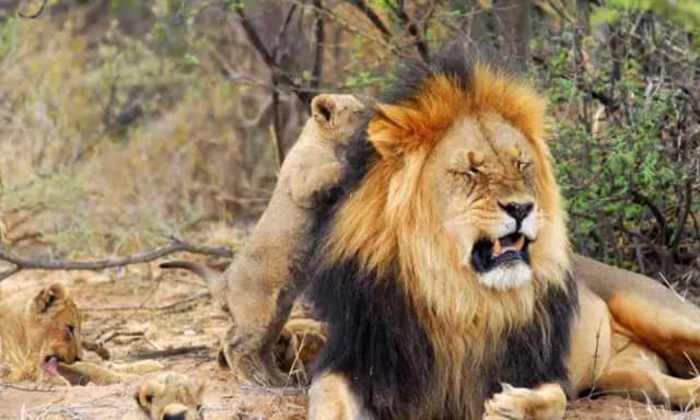 An African safari is a journey into the heart of nature