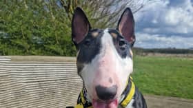 Two-year-old Nova is an English Bull Terrier who was found as a stray in a bad conditions - but thankfully the team at Dogs Trust have restored her to full health. She has been a huge hit with staff thanks to her playful nature and would suit a family who would be keen to give her plenty of attention.