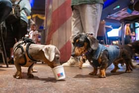These Dachshunds make friends.
