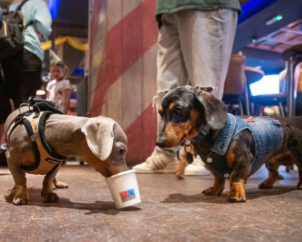 These Dachshunds make friends.