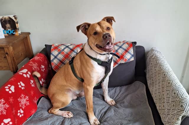 Roberts Avenue Harehills: Leeds woman abandoned dog in squalid home ...