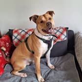 Staffie Milo was left abandoned in a squalid home in Leeds. Photo: RSPCA.