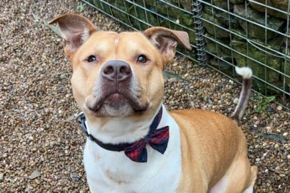 Roberts Avenue Harehills: Leeds woman abandoned dog in squalid home ...