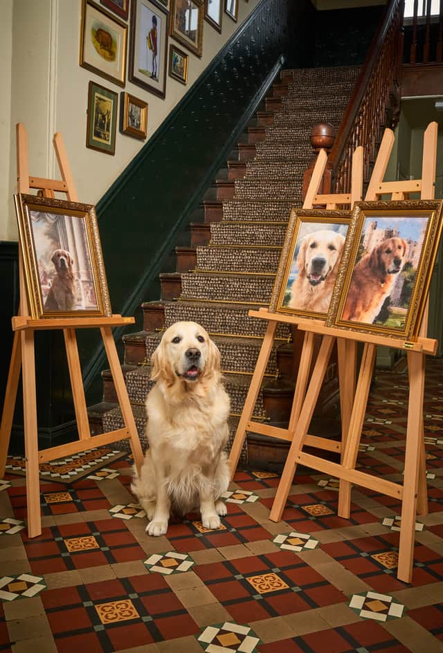 Pups are put through an extensive health testing which includes x-rays to check their joints, DNA tests and eye exams. If they pass, they will be accepted as a breeding dog, and won’t enter further guide dog training.